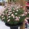 Cserjés margaréta - Argyranthemum pink