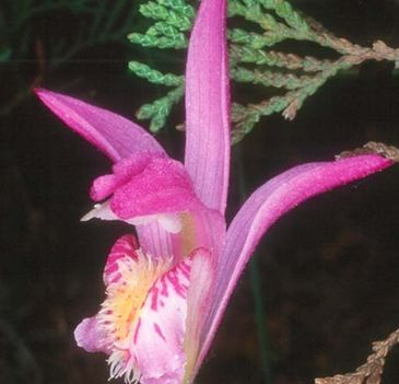 Dragon's Mouth orchid