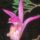 Dragons_mouth_orchid_584516_96874_t