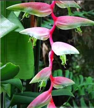 Heliconia pink