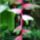 Heliconia_pink_584518_57046_t