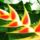 Heliconia_yellow_584521_67891_t