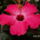 Hibiscus_rosa_sinensis_584806_15425_t