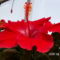 Hibiscus rosa sinensis 'red hot'