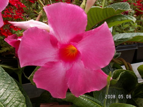 Hibiszkusz-Hibiscus rosa sinensis