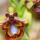 Mirror_orchid_584522_89835_t