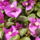 Murvafurt__bougainvillea-001_584813_17072_t