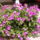 Murvafurt__bougainvillea_584814_84310_t