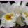 Orchidaceae_family-001_584524_14173_t