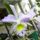 Orchidea-002_584525_45751_t
