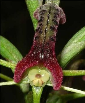 Sexsually deceptive orchid 2