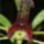 Sexsually_deceptive_orchid_2_584530_77614_t