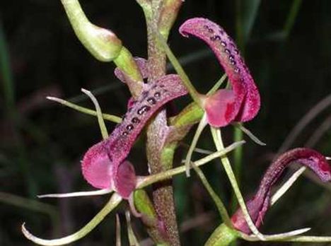 Sexually deceptive orchid
