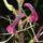 Sexually_deceptive_orchid_584531_95764_t