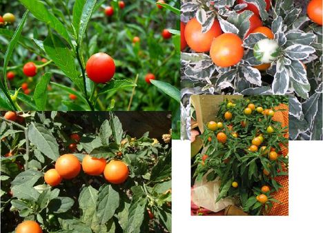 Solanum diflorum díszcsucsor