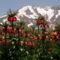 Szép kontraszt: elöl virágos völgy, háttérben havas hegy; Hakkári