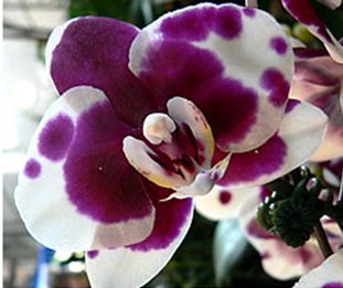 The Phalaenopsis