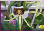 Vanilla Orchids 2
