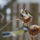 Tel_16_585207_18690_t