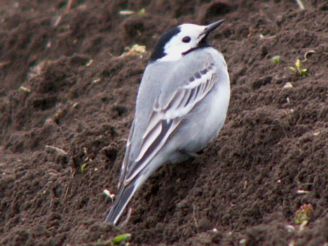 Barázdabillegető-Motacilla alba