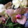 Phalaenopsis_orchidea-001_586566_93471_t