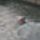 20070922_121401_parizs_588355_16642_t