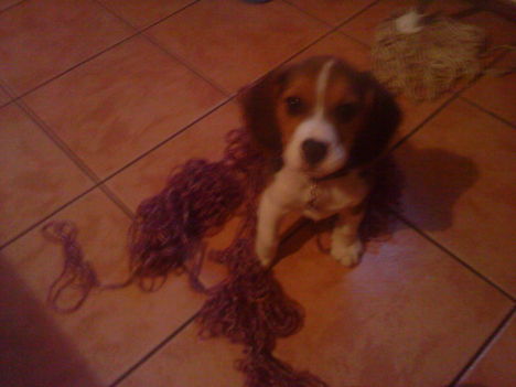 Bigi, a beagle kiskutya 1