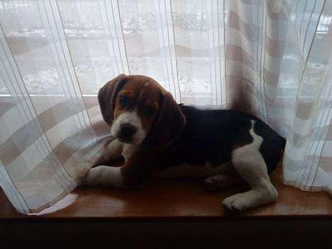 Bigi, a beagle kiskutya 2