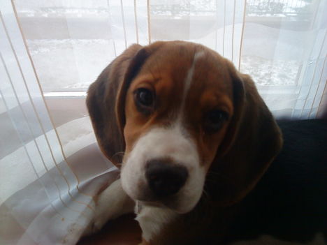 Bigi, a beagle kiskutya 3