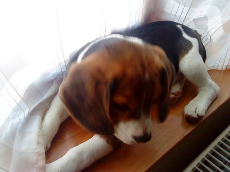Bigi, a beagle kiskutya 4
