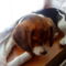 Bigi, a beagle kiskutya 4