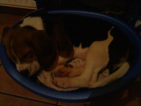 Bigi, a beagle kiskutya 5