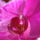 Henning_edit_orchideaim_508241_83134_t