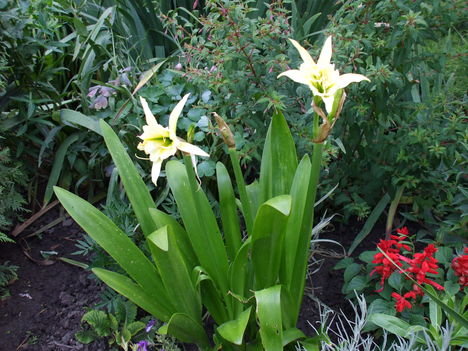 Hymenocallis pókliliom