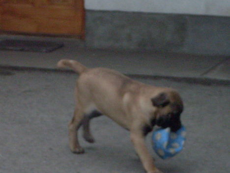 Játék a labdával