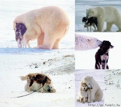 Jegesmedve és kutya barátsága