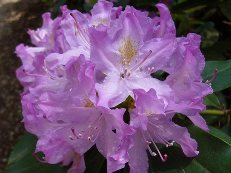 Lila_rhododendron