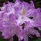Lila_rhododendron
