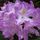 Lila_rhododendron_58468_206528_t