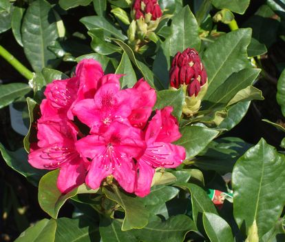 rhododendron