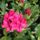 Rhododendron_580245_92221_t
