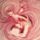 Pillango_hatas_591053_84594_t