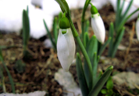 az első hóvirág Pannonhalmán 2010 február 8