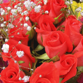 virágok ,nyíló ,rózsák 4