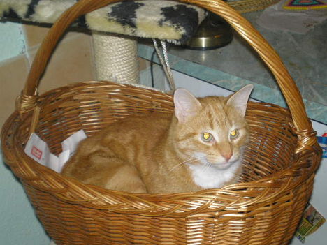 Fricike a talált(2009.ősszel)  cica 5