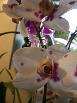 Legujabb Phalenopsis orchideaim 1