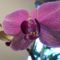 Legujabb Phalenopsis orchideaim 2