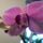 Legujabb_phalenopsis_orchideaim_2_594314_91927_t