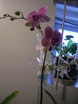 Legujabb Phalenopsis orchideaim 3