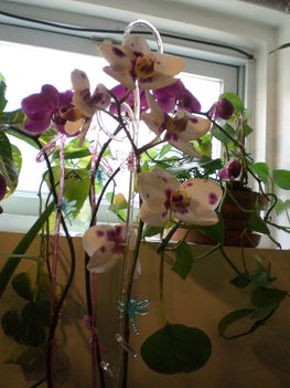 Legujabb Phalenopsis orchideaim 4